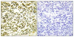 Immunohistochemistry (Formalin/PFA-fixed paraffin-embedded sections) - Anti-p107 (phospho T369) antibody (AB111348)