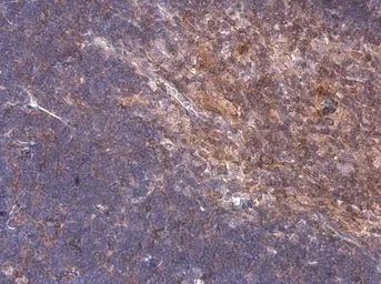 Immunohistochemistry (Formalin/PFA-fixed paraffin-embedded sections) - Anti-p114RhoGEF antibody (AB96520)