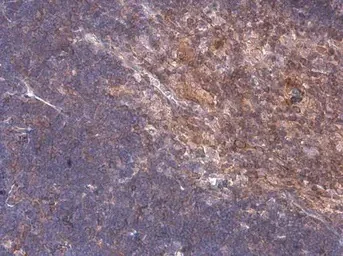 Immunohistochemistry (Formalin/PFA-fixed paraffin-embedded sections) - Anti-p114RhoGEF antibody (AB96520)