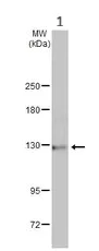 Western blot - Anti-p114RhoGEF antibody (AB96520)