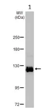 Western blot - Anti-p114RhoGEF antibody (AB96520)