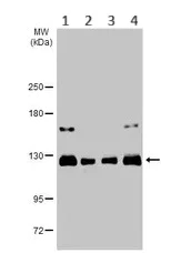 Western blot - Anti-p114RhoGEF antibody (AB96520)