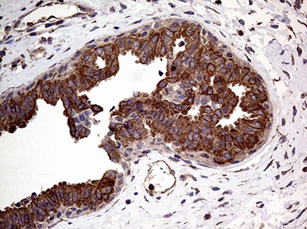 Immunohistochemistry (Formalin/PFA-fixed paraffin-embedded sections) - Anti-p114RhoGEF antibody [OTI6D10] (AB236374)