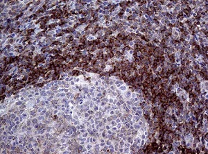Immunohistochemistry (Formalin/PFA-fixed paraffin-embedded sections) - Anti-p114RhoGEF antibody [OTI6D10] (AB236374)