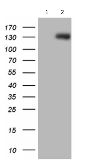 Western blot - Anti-p114RhoGEF antibody [OTI6D10] (AB236374)