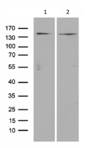 Western blot - Anti-p114RhoGEF antibody [OTI6D10] (AB236374)