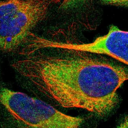 Immunocytochemistry/ Immunofluorescence - Anti-p115-RhoGEF antibody (AB223759)