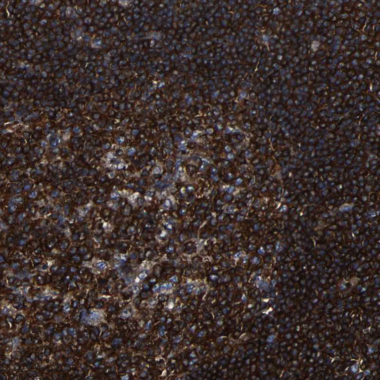 Immunohistochemistry (Formalin/PFA-fixed paraffin-embedded sections) - Anti-p115-RhoGEF antibody (AB223759)