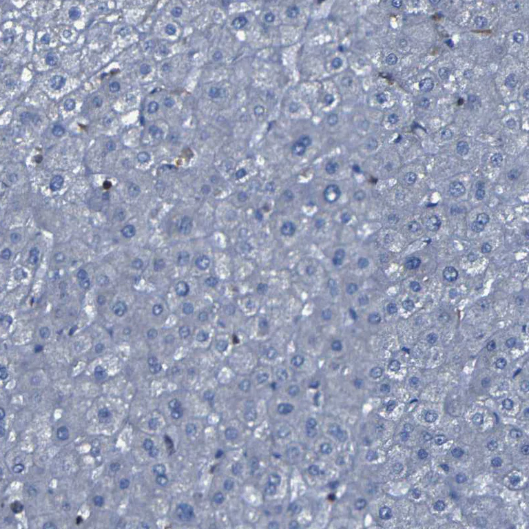 Immunohistochemistry (Formalin/PFA-fixed paraffin-embedded sections) - Anti-p115-RhoGEF antibody (AB223759)