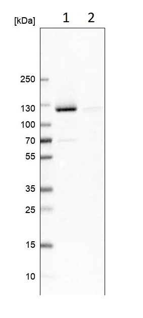 Western blot - Anti-p115-RhoGEF antibody (AB223759)