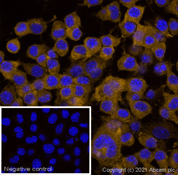 Immunocytochemistry - Anti-p115-RhoGEF antibody [JH-1] (AB243248)