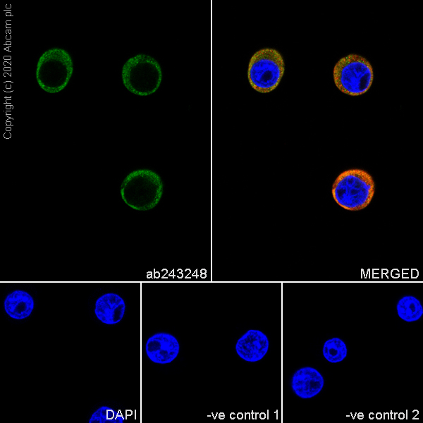 Immunocytochemistry/ Immunofluorescence - Anti-p115-RhoGEF antibody [JH-1] (AB243248)