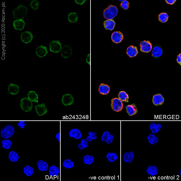 Immunocytochemistry/ Immunofluorescence - Anti-p115-RhoGEF antibody [JH-1] - BSA and Azide free (AB255755)