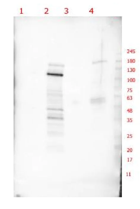 Western blot - Anti-p130 antibody (AB235275)
