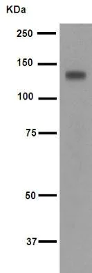 Western blot - Anti-p130 antibody [EP2141Y] (AB76234)