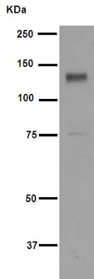 Western blot - Anti-p130 antibody [EP2141Y] - BSA and Azide free (AB247453)