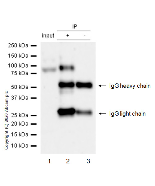 Immunoprecipitation - Anti-p130 (phospho S672) antibody [EP2126Y] - BSA and Azide free (AB284755), expandable thumbnail