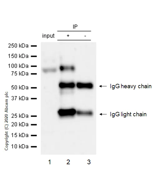 Immunoprecipitation - Anti-p130 (phospho S672) antibody [EP2126Y] - BSA and Azide free (AB284755)
