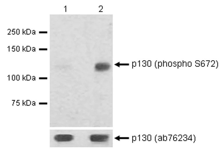 Western blot - Anti-p130 (phospho S672) antibody [EP2126Y] - BSA and Azide free (AB284755)