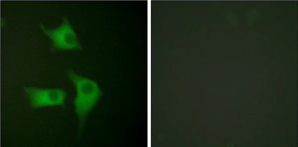 Immunocytochemistry/ Immunofluorescence - Anti-p15 INK4b antibody (AB53034)