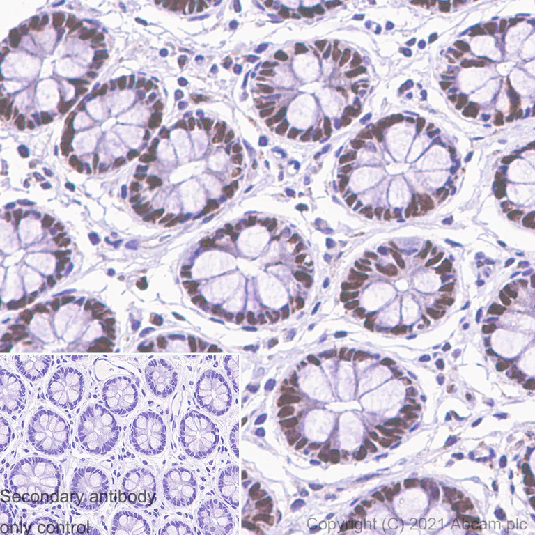 Immunohistochemistry (Formalin/PFA-fixed paraffin-embedded sections) - Anti-p150 CAF1/CAF antibody [EPR5576(2)] - BSA and Azide free (AB232030)
