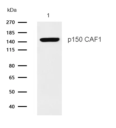 Western blot - Anti-p150 CAF1/CAF antibody [SR3897] (AB326699)