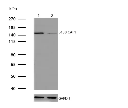 Western blot - Anti-p150 CAF1/CAF antibody [SR3897] (AB326699)