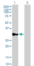 Western blot - Anti-P15RS antibody (AB88304)