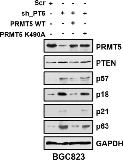 Western blot - Anti-p18 INK4c/CDKN2C antibody [EPR15891] (AB192239)