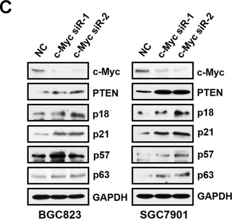 Western blot - Anti-p18 INK4c/CDKN2C antibody [EPR15891] (AB192239)