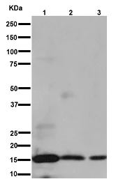 Western blot - Anti-p18 INK4c/CDKN2C antibody [EPR15891] (AB192239)