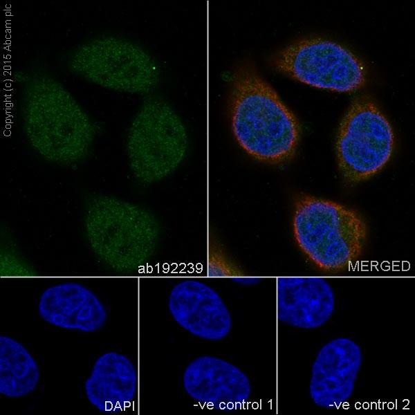 Immunocytochemistry/ Immunofluorescence - Anti-p18 INK4c/CDKN2C antibody [EPR15891] - BSA and Azide free (AB232631), expandable thumbnail