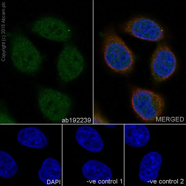 Immunocytochemistry/ Immunofluorescence - Anti-p18 INK4c/CDKN2C antibody [EPR15891] - BSA and Azide free (AB232631)