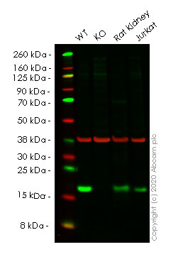 Western blot - Anti-p18 INK4c/CDKN2C antibody [EPR15891] - BSA and Azide free (AB232631), expandable thumbnail