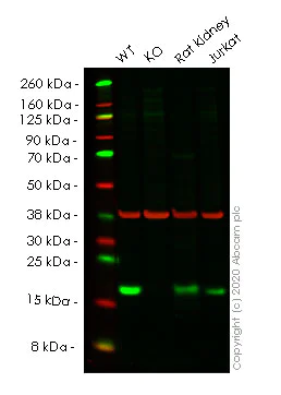 Western blot - Anti-p18 INK4c/CDKN2C antibody [EPR15891] - BSA and Azide free (AB232631)