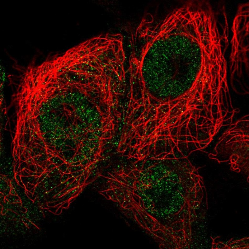 Anti-p19 INK4d antibody. Rabbit polyclonal (ab262871) | Abcam
