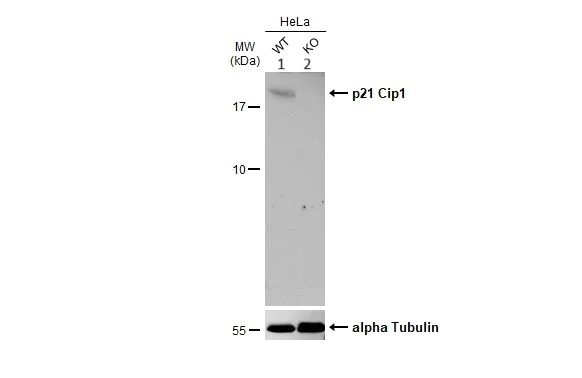 Western blot - Anti-p21 antibody (AB227443)