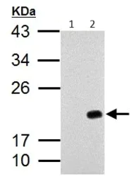 Western blot - Anti-p21 antibody (AB227443)