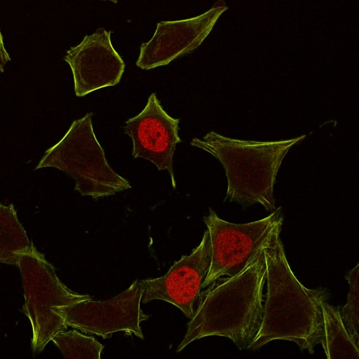 Immunocytochemistry - Anti-p21 antibody [CIP1/823] (AB220206), expandable thumbnail
