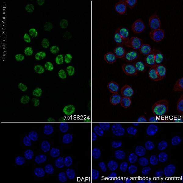 Immunocytochemistry/ Immunofluorescence - Anti-p21 antibody [EPR18021] (AB188224), expandable thumbnail