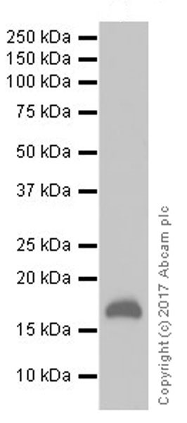 Western blot - Anti-p21 antibody [EPR18021] (AB188224), expandable thumbnail