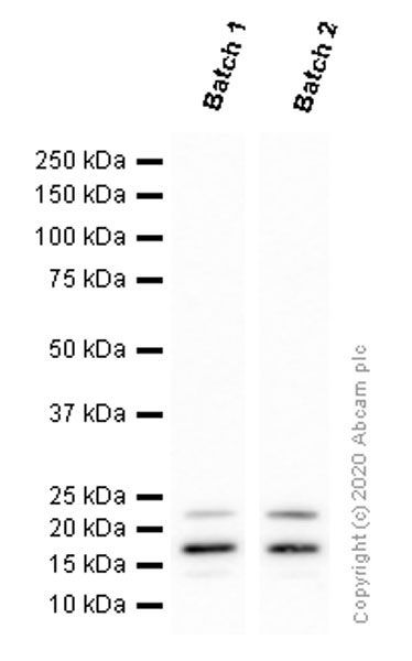 Western blot - Anti-p21 antibody [EPR18021] (ab188224), expandable thumbnail