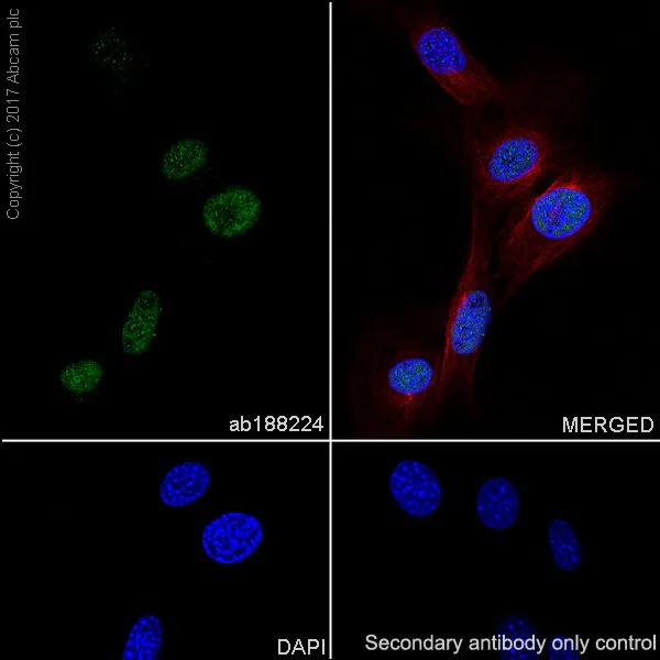 Immunocytochemistry/ Immunofluorescence - Anti-p21 antibody [EPR18021] - BSA and Azide free (AB232512)