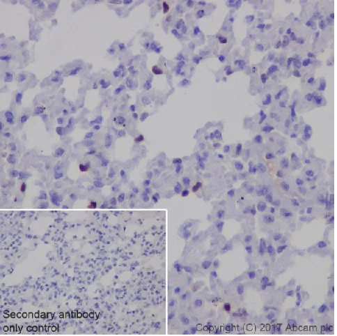 Immunohistochemistry (Formalin/PFA-fixed paraffin-embedded sections) - Anti-p21 antibody [EPR18021] - BSA and Azide free (AB232512)