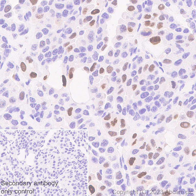 Immunohistochemistry (Formalin/PFA-fixed paraffin-embedded sections) - Anti-p21 antibody [EPR18021] - BSA and Azide free (AB232512)