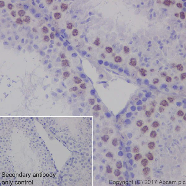 Immunohistochemistry (Formalin/PFA-fixed paraffin-embedded sections) - Anti-p21 antibody [EPR18021] - BSA and Azide free (AB232512)