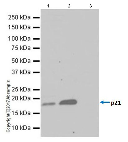 Immunoprecipitation - Anti-p21 antibody [EPR18021] - BSA and Azide free (AB232512), expandable thumbnail