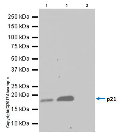 Immunoprecipitation - Anti-p21 antibody [EPR18021] - BSA and Azide free (AB232512)
