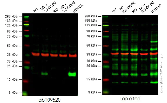 Western blot - Anti-p21 antibody [EPR362] (AB109520)