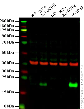 Western blot - Anti-p21 antibody [EPR362] (AB109520)